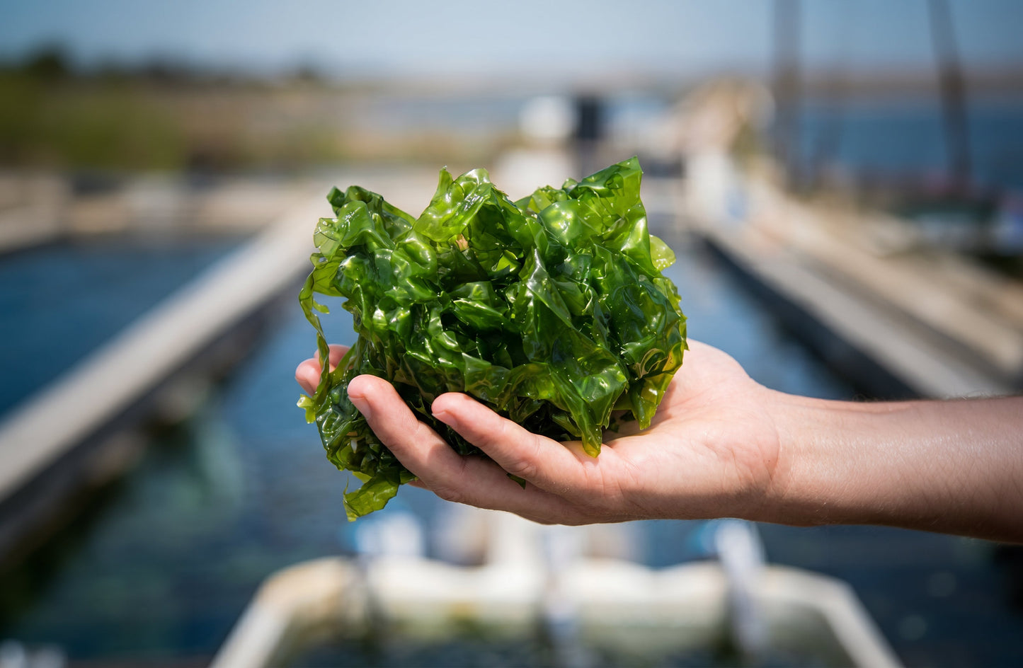 Regenerative Ocean Farming: How Seaweed Grows Without Freshwater