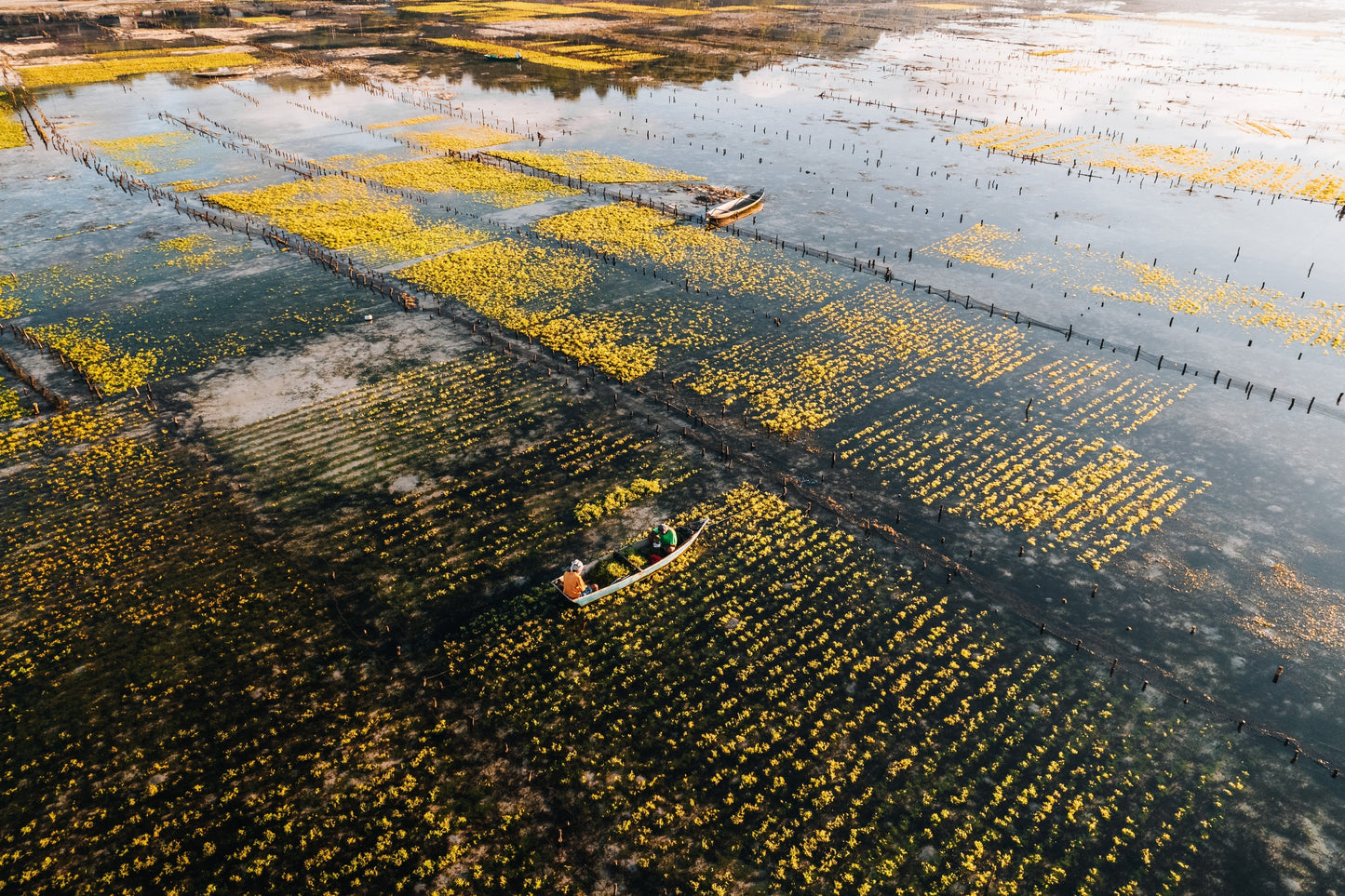 Regenerative Ocean Farming: A New Model for Sustainable Food Production