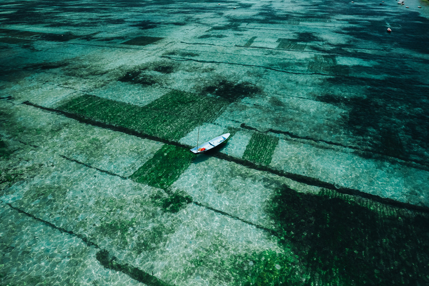 Aerial view of ocean seaweed farms, with cultivation lines stretching across turquoise coastal water.