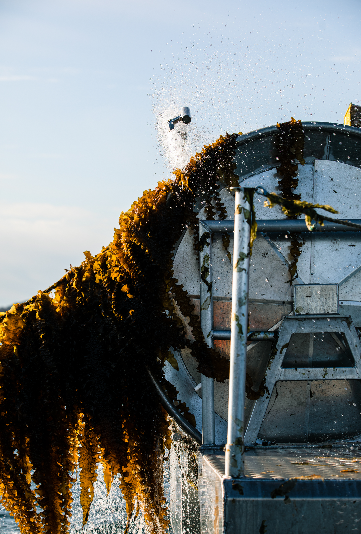 Kelp growing underwater in European Atlantic waters