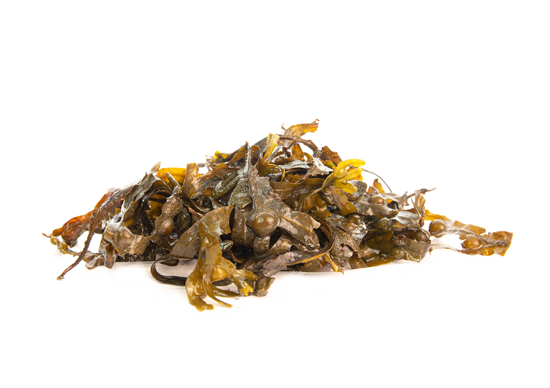 Fucus vesiculosus — dried brown seaweed ingredient