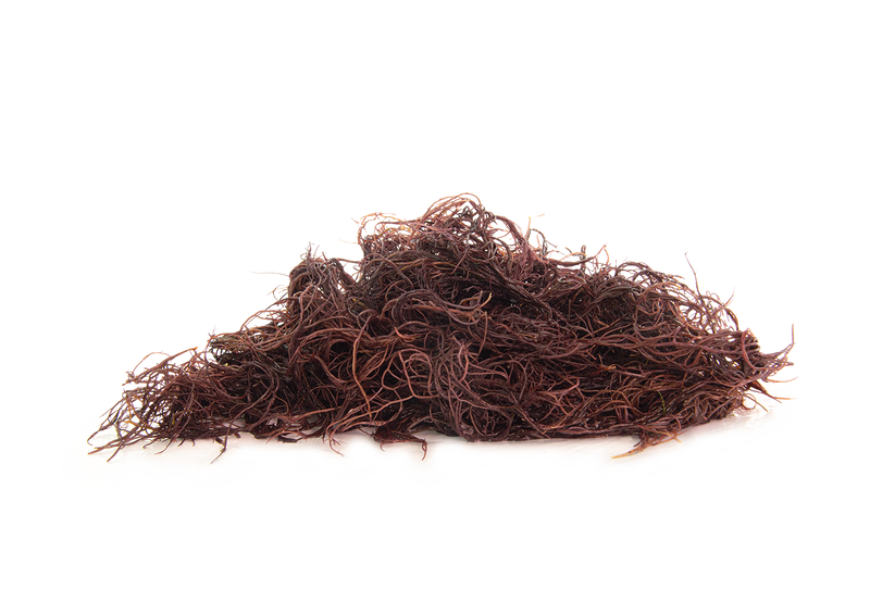 Gracilaria — dried red seaweed ingredient