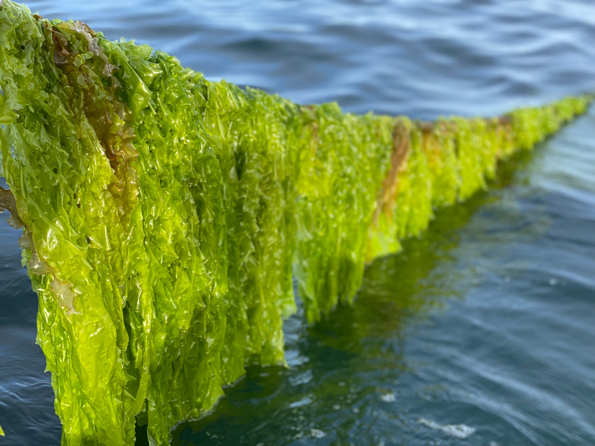 Open-water seaweed cultivation lines at a European ocean farm