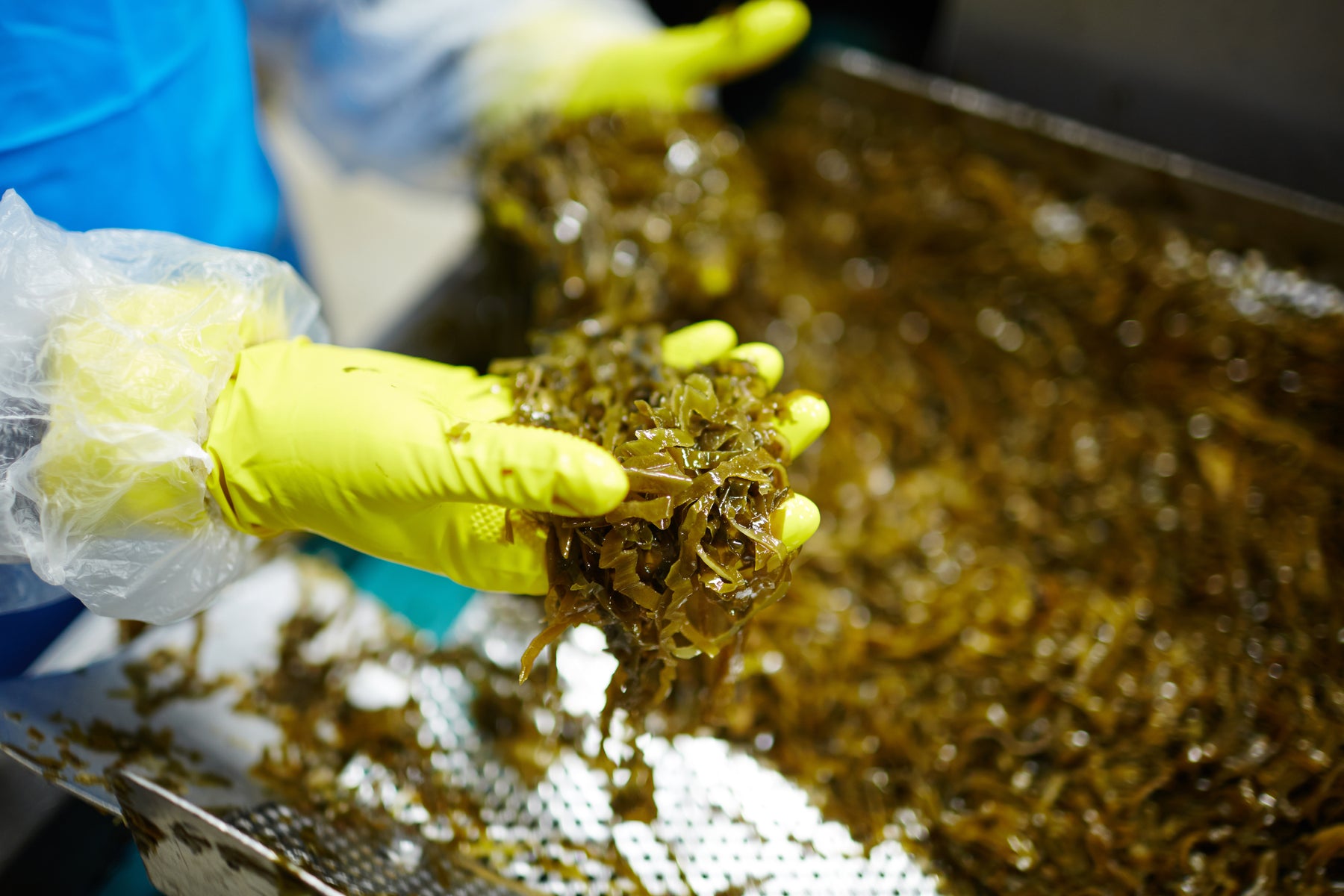 Fresh seaweed biomass washed and prepared for processing