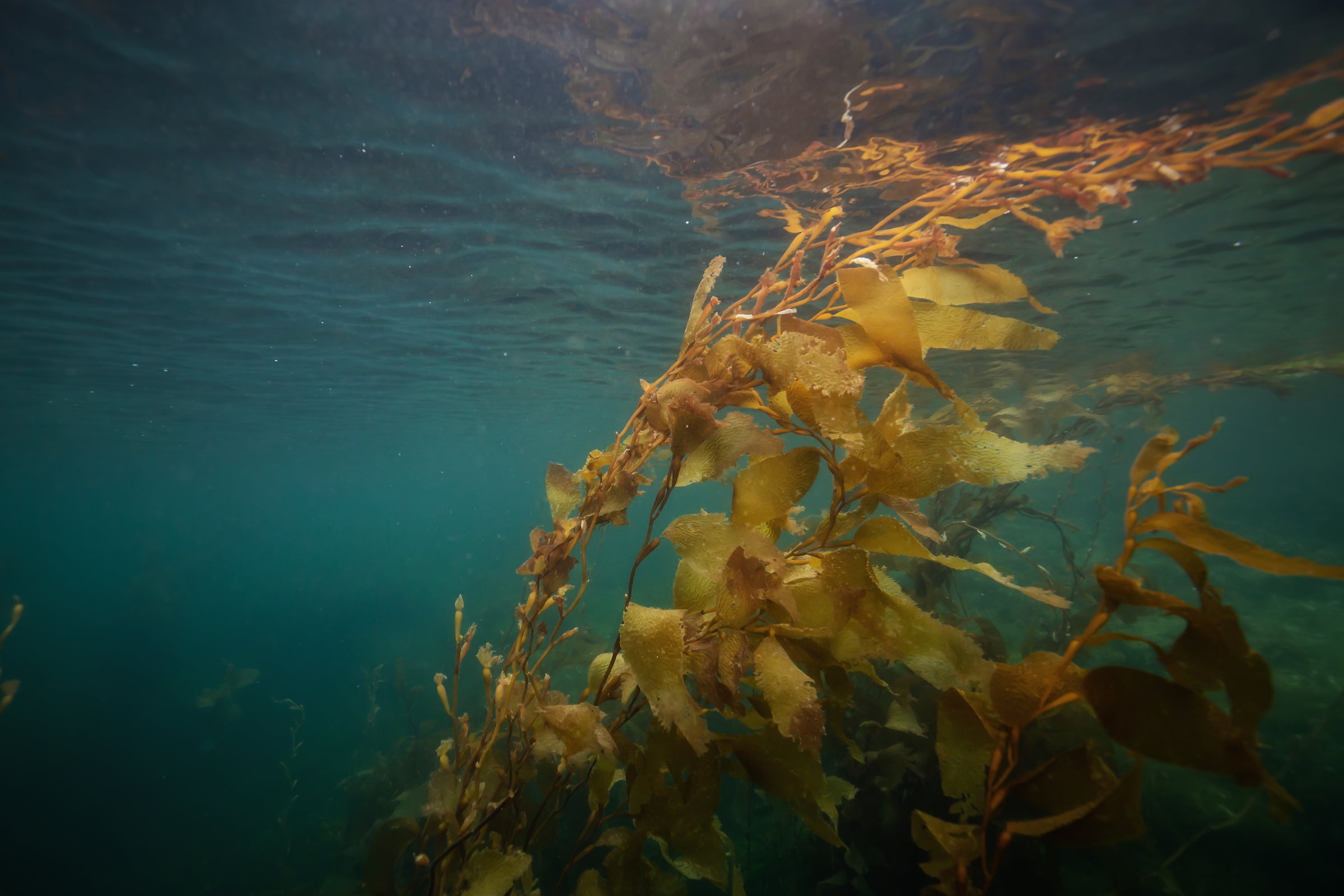 Underwater ocean scene with sunlight through kelp